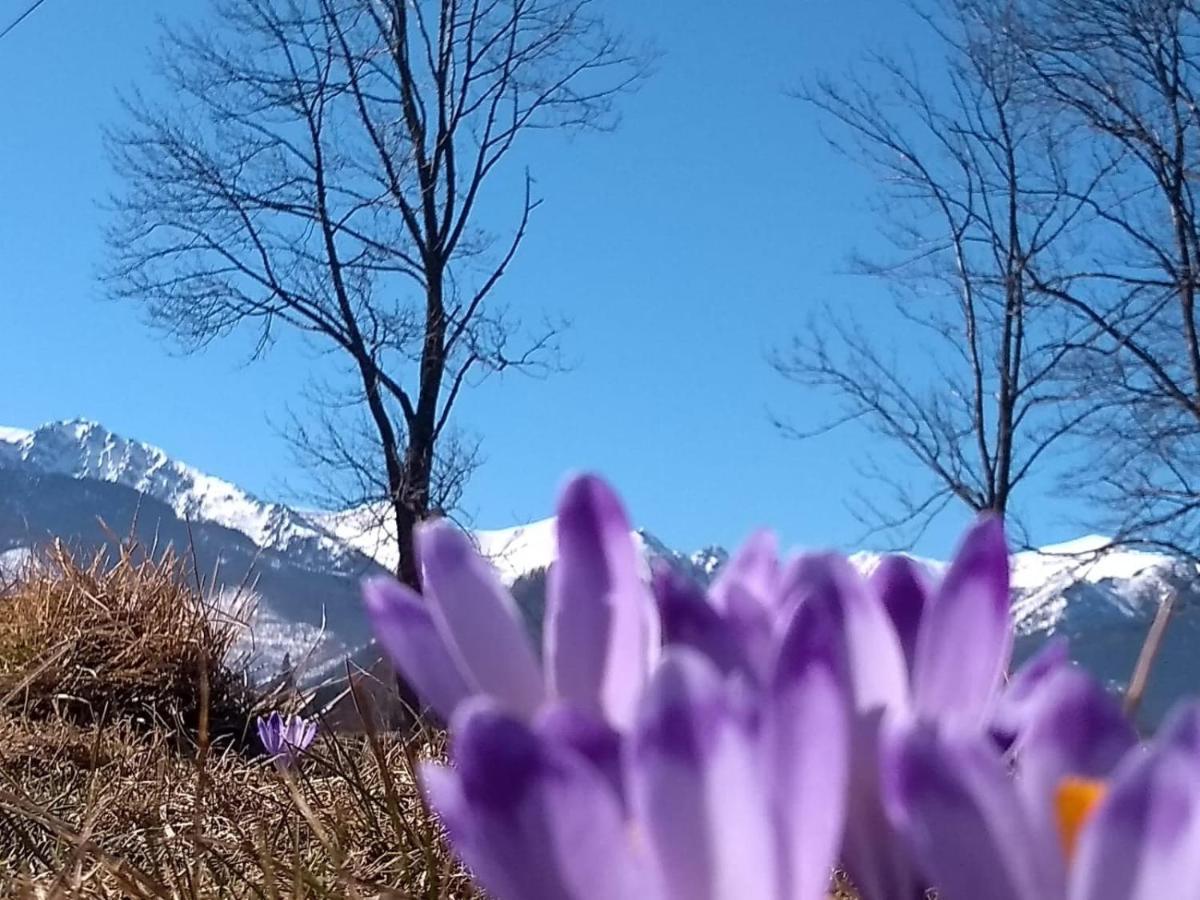 Apartament Akuratny Zakopane Esterno foto